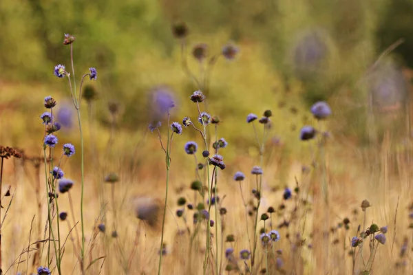 Polne kwiaty na polu jesień — Zdjęcie stockowe