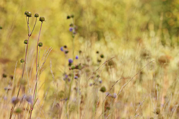 Flores silvestres al atardecer — Foto de Stock