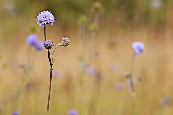 Wild flowers on sunset — Stock Photo, Image