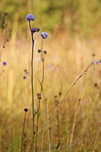 Flores silvestres ao pôr do sol — Fotografia de Stock