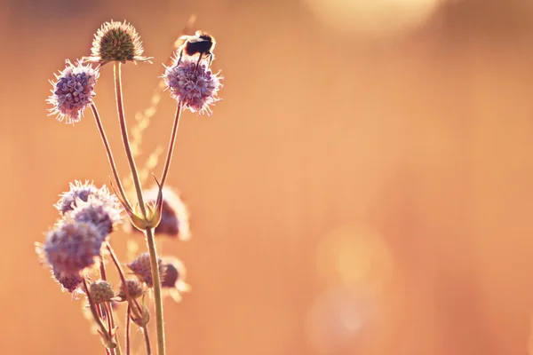 Fleurs sauvages au coucher du soleil — Photo