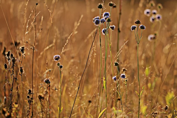 Flores silvestres ao pôr do sol — Fotografia de Stock