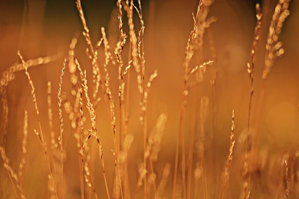 Sunset on grass field — Stock Photo, Image