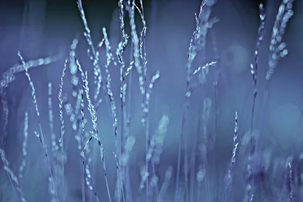 Hierba tonificado fondo azul — Foto de Stock