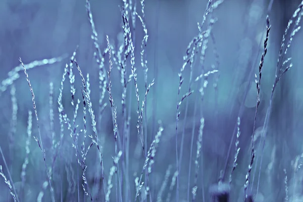 Hierba tonificado fondo azul — Foto de Stock