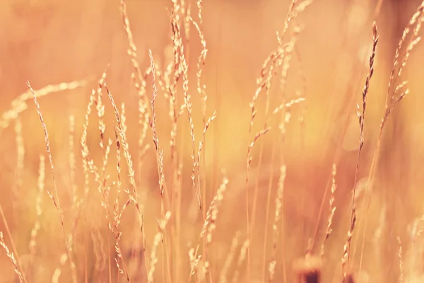 Günbatımı üzerinde kuru ot — Stok fotoğraf