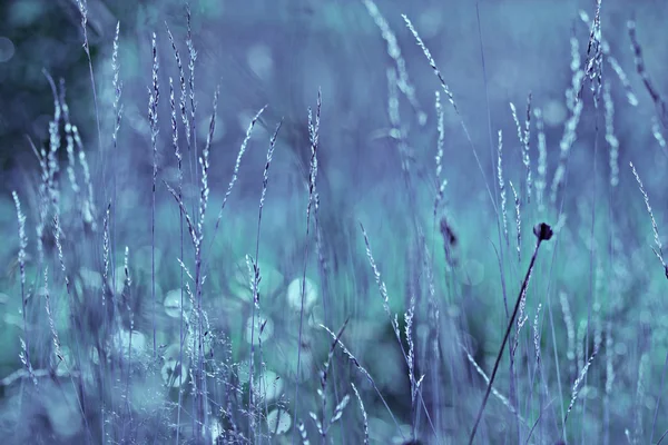 Grama tonificada fundo azul — Fotografia de Stock