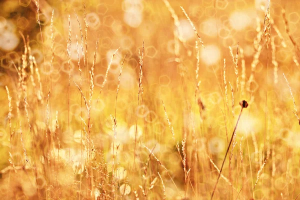 Sonbaharda sarı çim — Stok fotoğraf