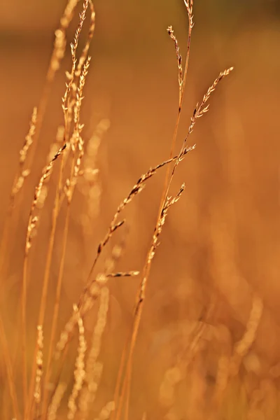 Trockenes Gras bei Sonnenuntergang — Stockfoto