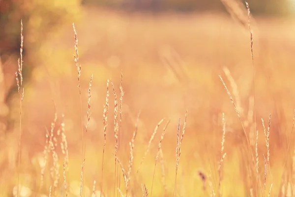 Trockenes Gras bei Sonnenuntergang — Stockfoto