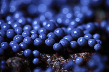 Mantar Kalıp yapısı