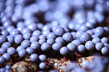 Mantar Kalıp yapısı