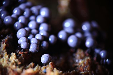 Mantar Kalıp yapısı