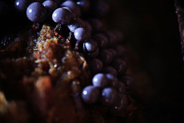 Mantar Kalıp yapısı