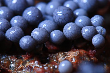 Mantar Kalıp yapısı