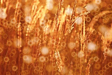 Günbatımı üzerinde kuru ot