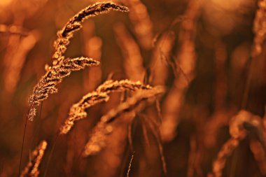 Günbatımı üzerinde kuru ot