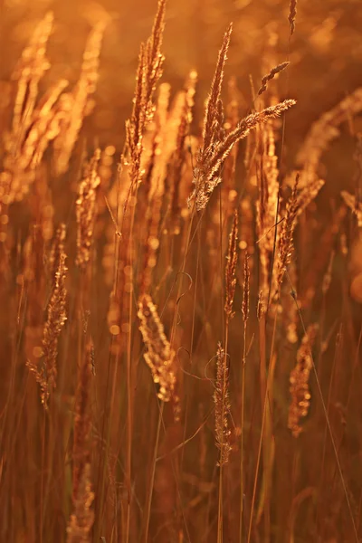 Trockenes Gras bei Sonnenuntergang — Stockfoto