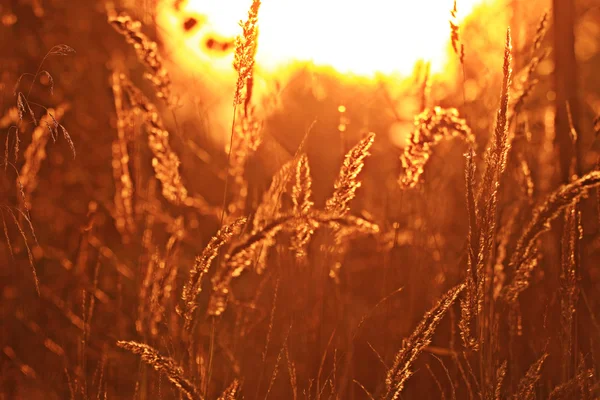 Erba secca al tramonto — Foto Stock