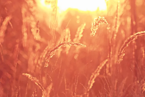 Erba secca al tramonto — Foto Stock