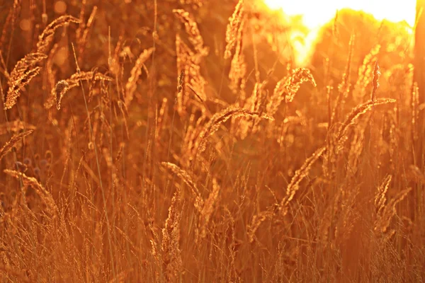 Günbatımı üzerinde kuru ot — Stok fotoğraf