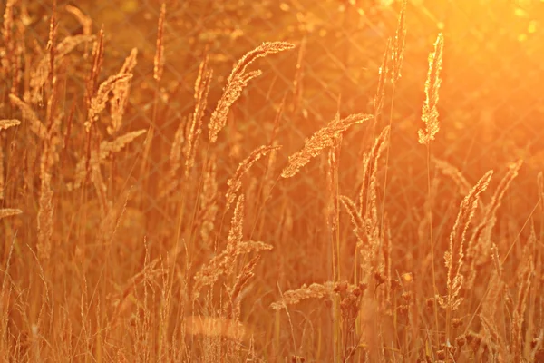 Trockenes Gras bei Sonnenuntergang — Stockfoto