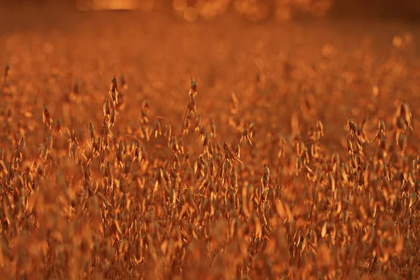Grama seca ao pôr-do-sol — Fotografia de Stock