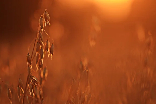 Dry grass on sunset — Stock Photo, Image