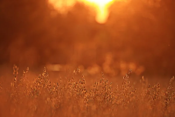 Torrt gräs på sunset — Stockfoto