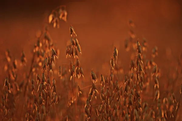 Сухая трава на закате — стоковое фото