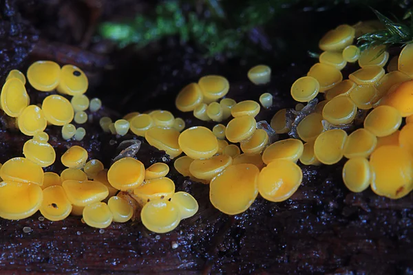 Penész gombák — Stock Fotó