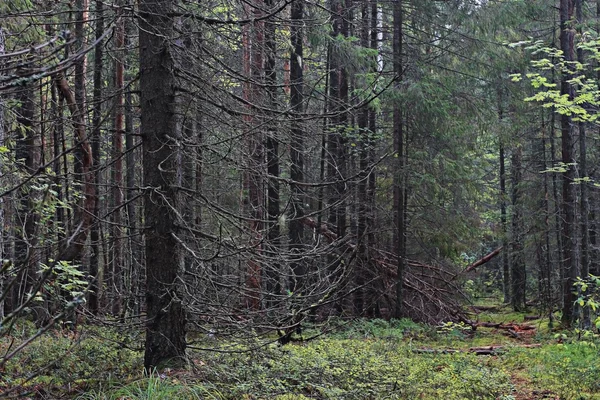 Bosque denso de abeto — Foto de Stock