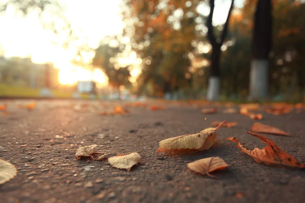 Feuilles d'automne sur asphalte — Photo