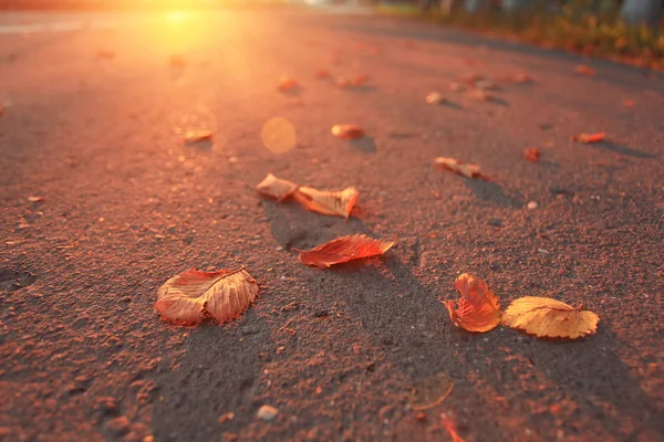 アスファルトの上の秋の紅葉 — ストック写真