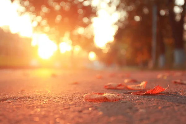 Folhas de outono em asfalto — Fotografia de Stock
