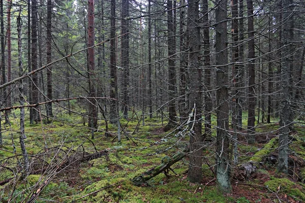 Forêt dense d'épinettes — Photo