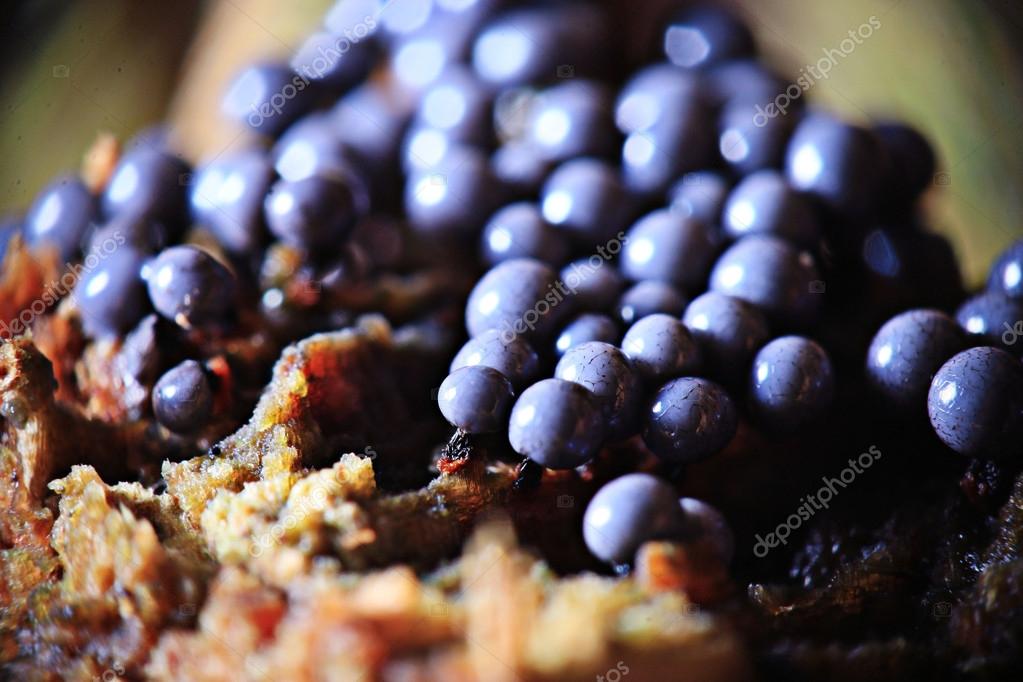 Fungus mold structure Stock Photo by ©xload 55652991