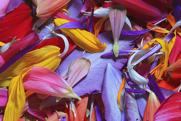 Multicolored flower petals — Stock Photo, Image