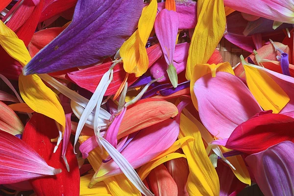 Multicolored flower petals — Stock Photo, Image
