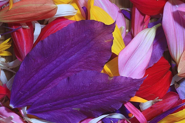 Multicolored flower petals — Stock Photo, Image