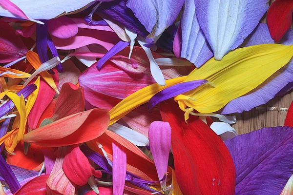 Цветочные лепестки — стоковое фото