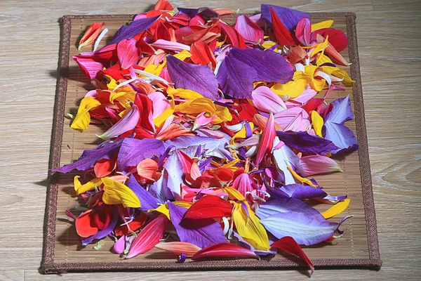 Multicolored flower petals — Stock Photo, Image