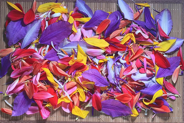 Pétalas de flores multicoloridas — Fotografia de Stock