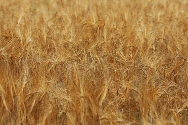 buğday arka plan