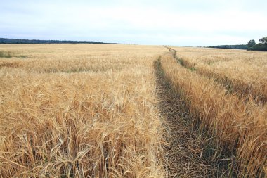 Yol bir buğday alana göre
