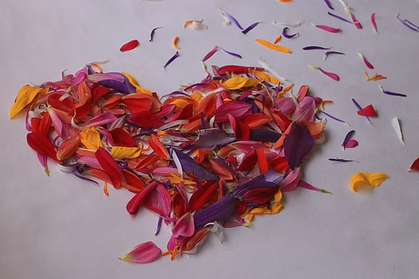 Heart of colorful flower petals — Stock Photo, Image