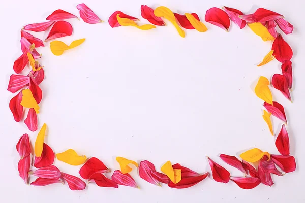 Frame of flower petals — Stock Photo, Image