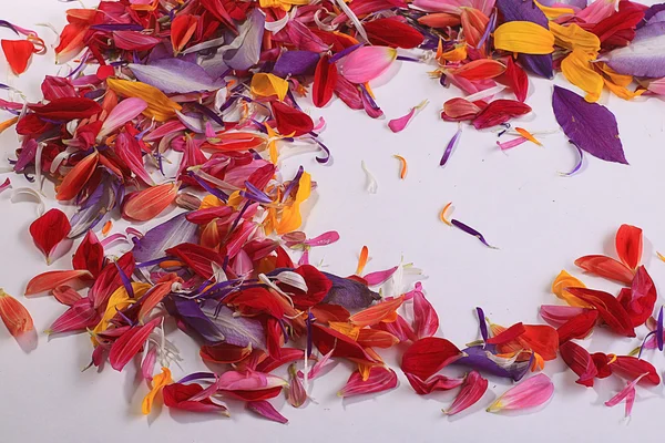 Рамка из лепестков цветов — стоковое фото