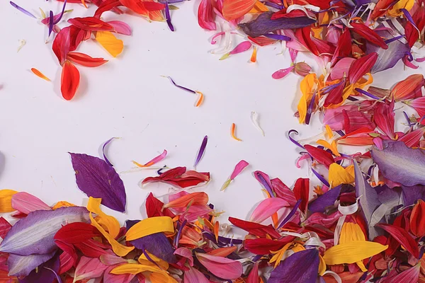 Frame of flower petals — Stock Photo, Image