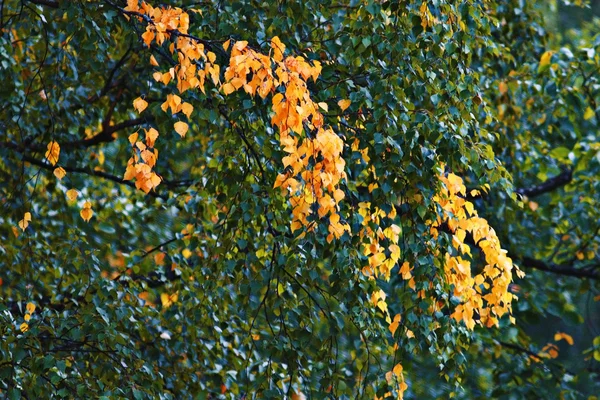 Abedules de otoño — Foto de Stock